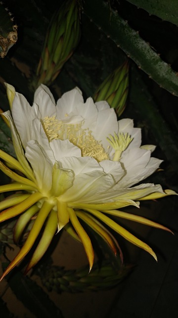 Pitaya, Pitahaya, Dragon Frugt, Blomst