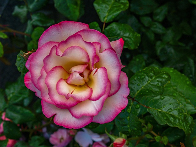 Free Roses Laptop Wallpaper photo and picture