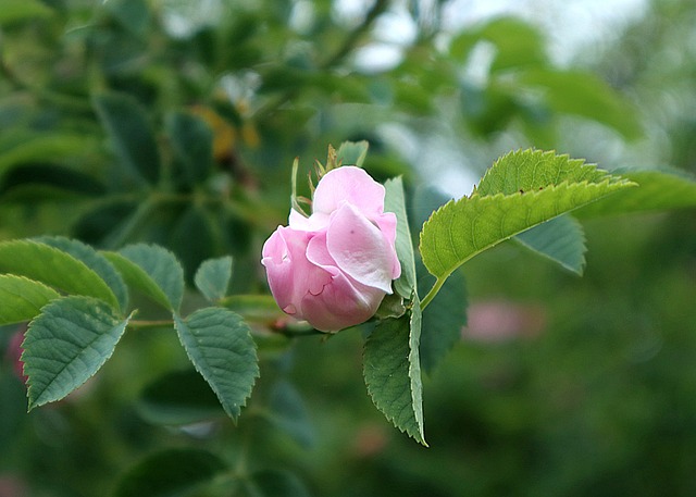 Free Rose Hip Rosa Canina photo and picture