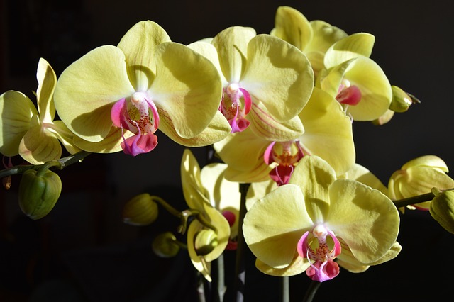 Free Flower Nature photo and picture