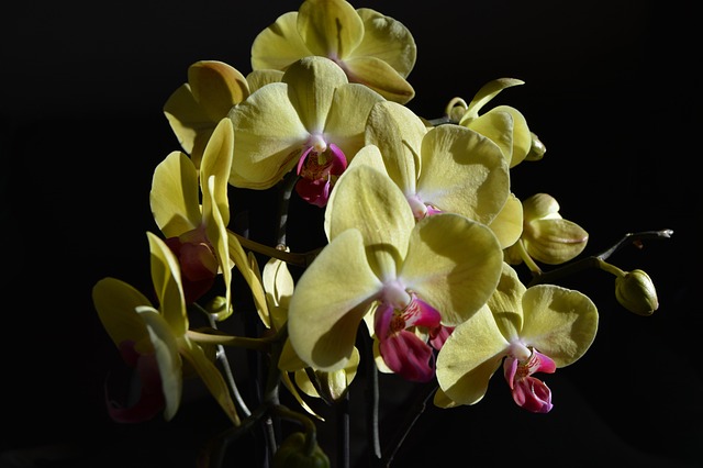 Free Flower Orchid photo and picture