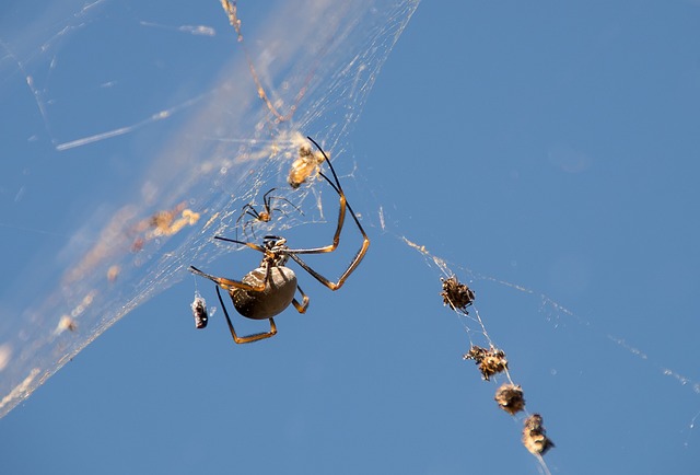 Free Spider Spider Web photo and picture