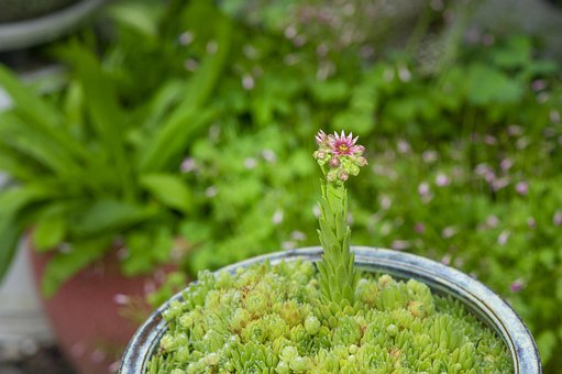 Floare, Muguri, Frunze, Frunziş