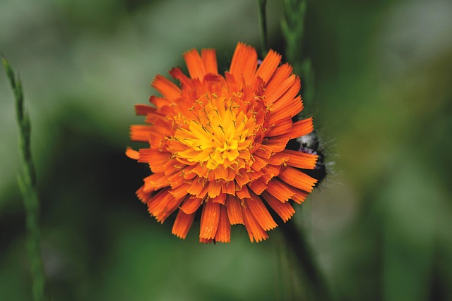 Hawkweed Rojo Anaranjado, Composicion