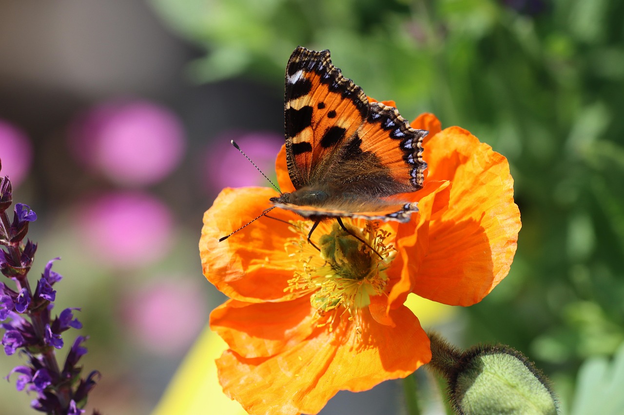 Drexel Owad Motyl Darmowe zdjęcie na Pixabay Pixabay