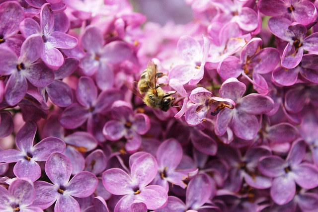 Free Lilac Bee photo and picture