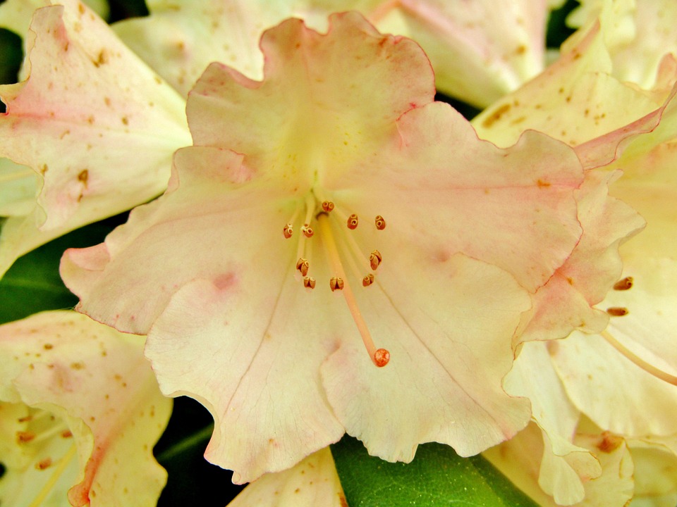 Rhododendron Fleur Arbuste La - Photo gratuite sur Pixabay - Pixabay