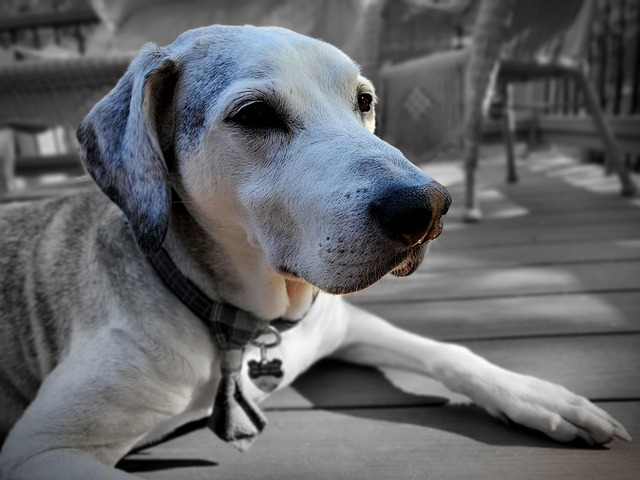 Dog Outside Senior Old - Free photo on Pixabay - Pixabay