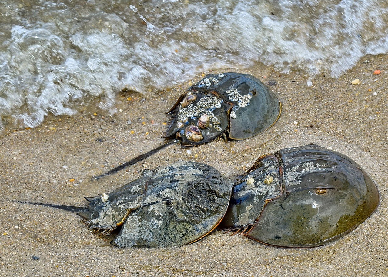 10 Facts About Endangered Species