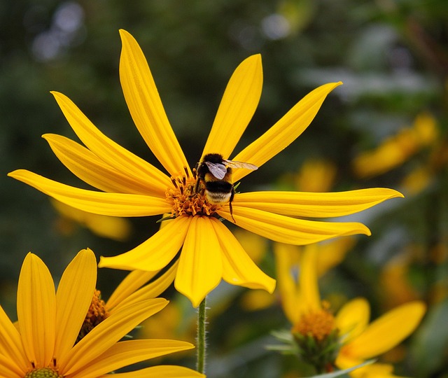 bee, honeybee, bee on a flower, yellow flower, summer, nature