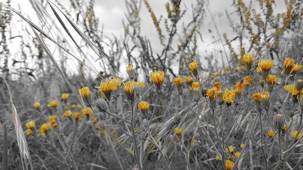 Free Pollen Beautiful Flowers photo and picture