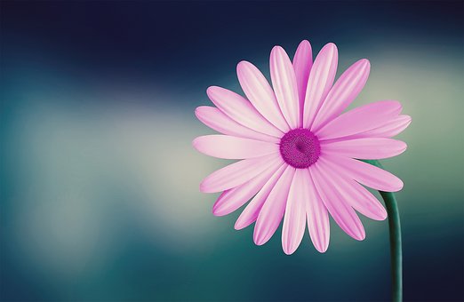 Free Pink Flower photo and picture