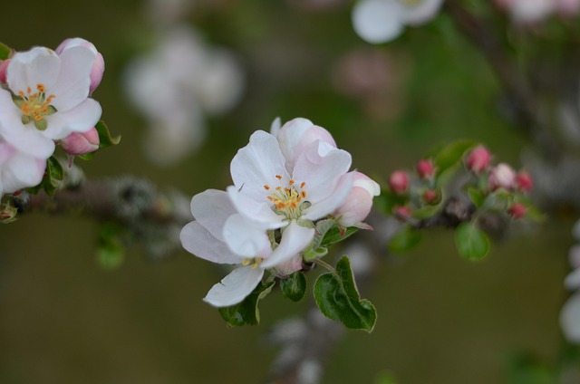 Free Cherry Beautiful Flowers photo and picture