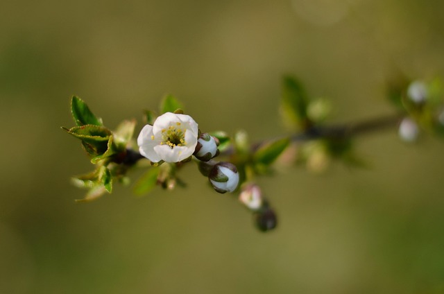 Free Cherry Blossom photo and picture