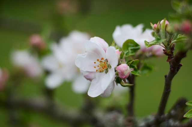 Free Cherry Blossom photo and picture