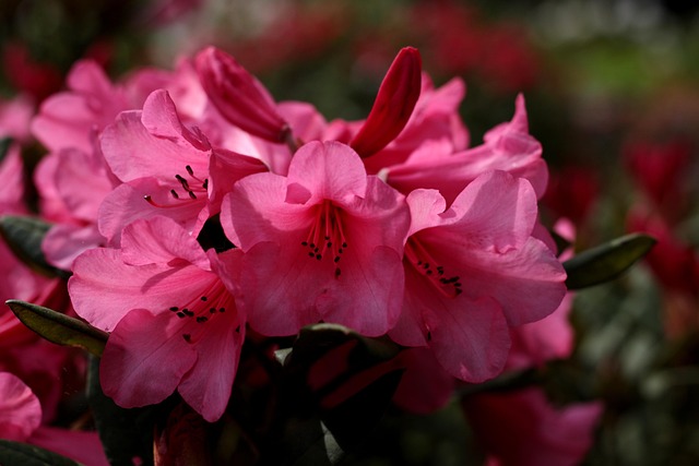 Azalea Pink Flowers - Free photo on Pixabay - Pixabay