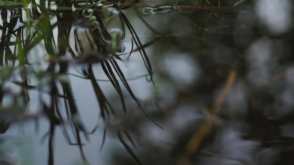 Macro Reflection Water - Free photo on Pixabay - Pixabay