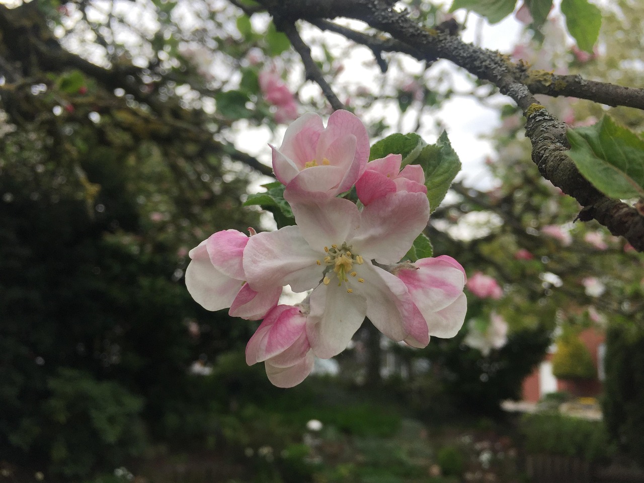 Apple Blossom Tree Fruit Free Photo On Pixabay