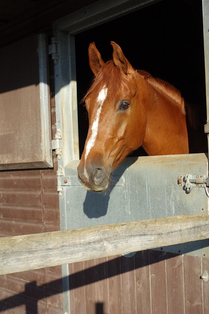 Free Horse Horse Head Shot photo and picture