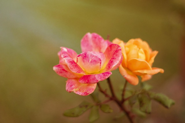 Free Flower Beautiful Flowers photo and picture