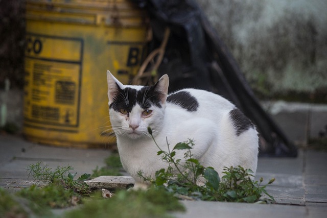 Free Cat Pet photo and picture