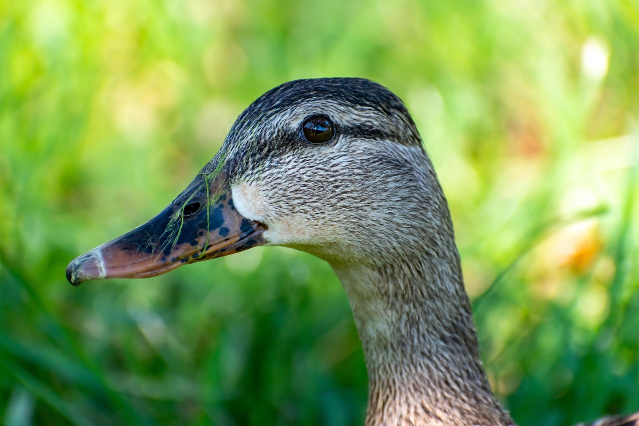 Duck - free online jigsaw puzzle photo
