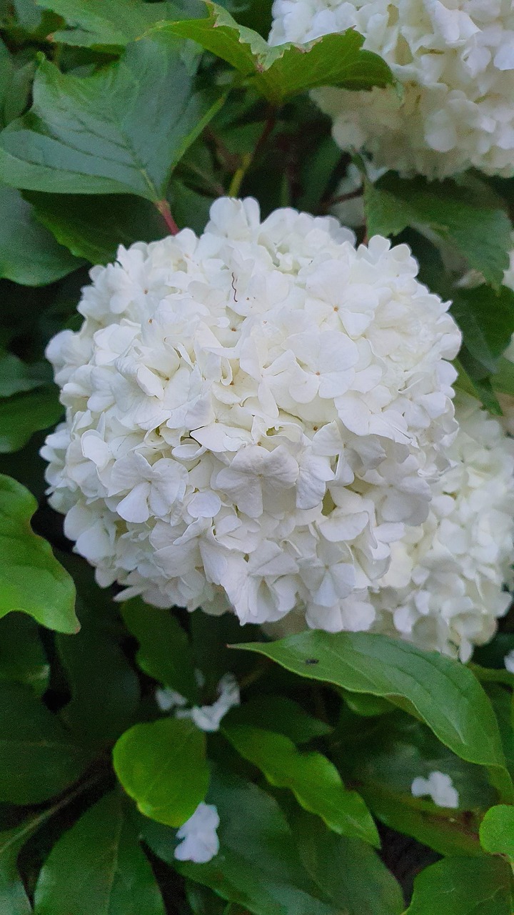 Guelder Ros Sommar Vit Blomma Vitt - Gratis foto på Pixabay - Pixabay
