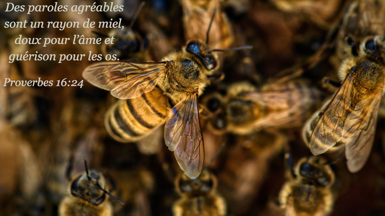 L'Abeille à Miel - Editions Biotope
