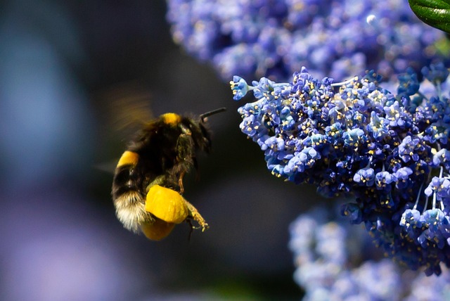pollen on bee, bee on flower, flower background, dandelion, yellow, bee, wasp, nature, flower wallpaper, beautiful flowers, flower, plant, summer, flora, blue flower, blue bee