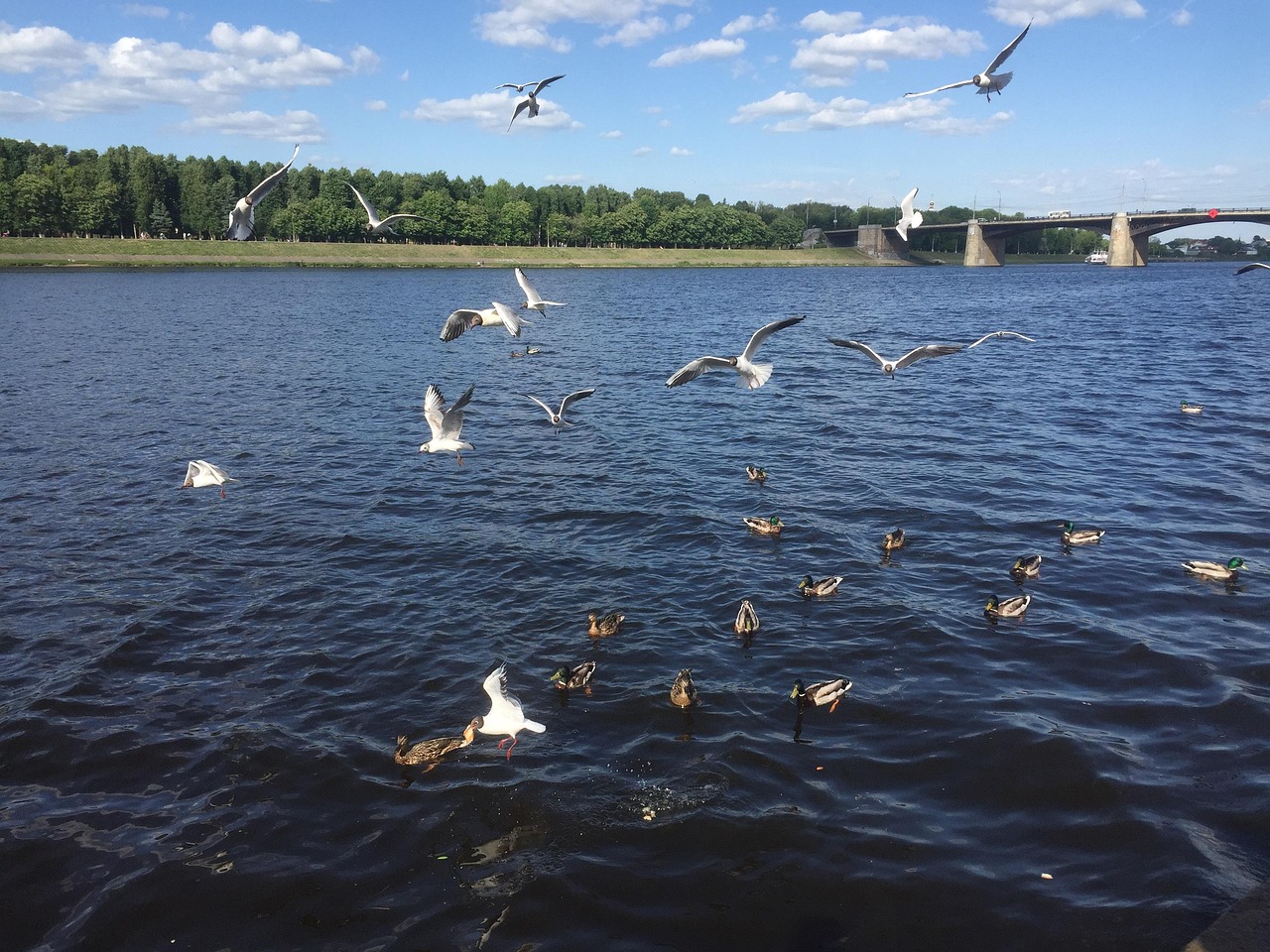 Río El Verano Aves - Foto gratis en Pixabay - Pixabay