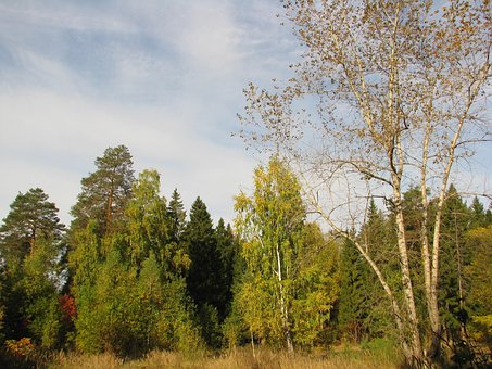 Forest, Stilte, Natuur, Landschap, Bomen