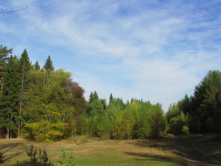 Forest, Stilte, Natuur, Landschap, Bomen