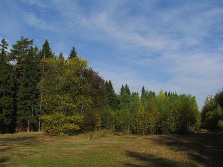 Forest, Stilte, Natuur, Landschap, Bomen