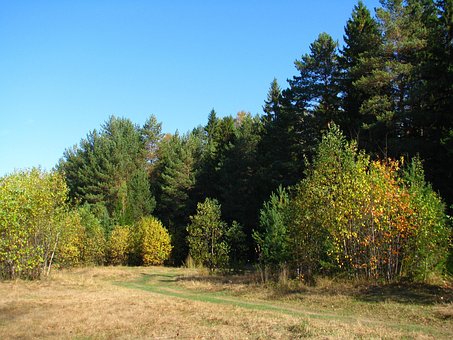 Forest, Stilte, Natuur, Landschap, Bomen