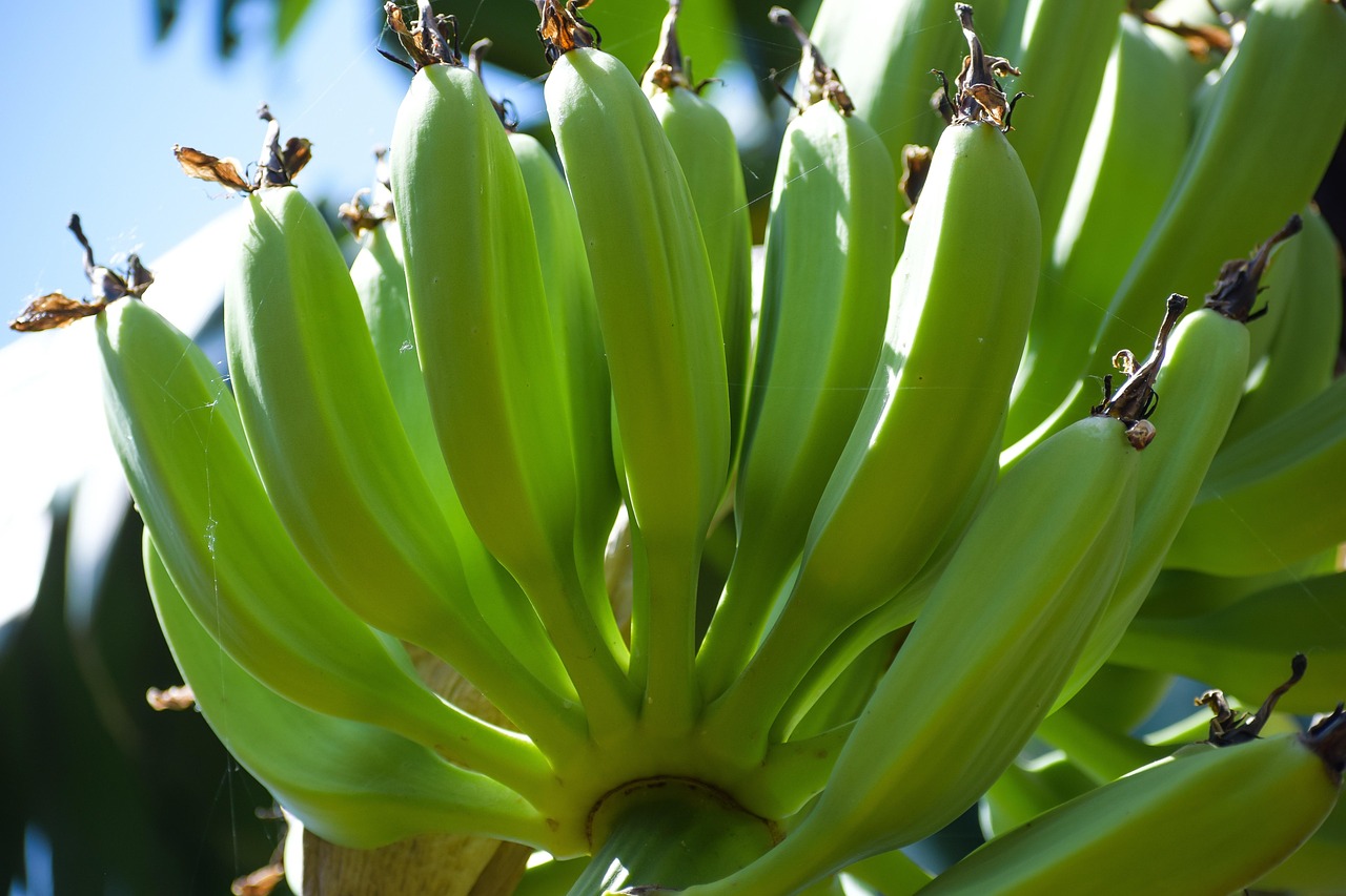 Tropical Banana Girl