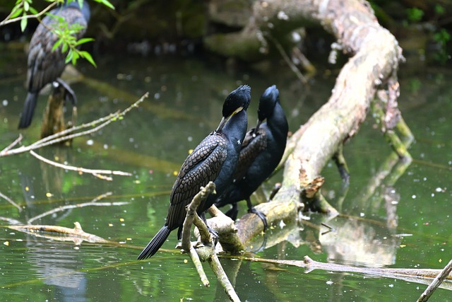 Free Cormorants Birds photo and picture