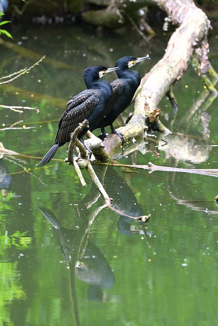 Free Cormorants Birds photo and picture