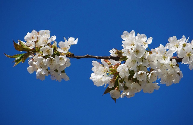 Free Cherry Blossom photo and picture