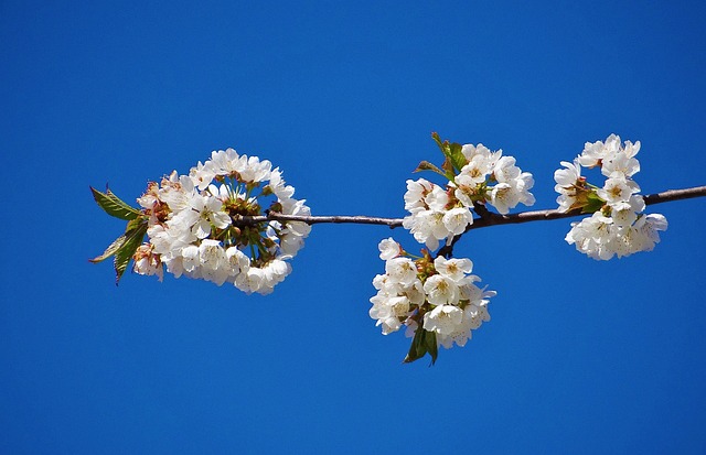 Free Cherry Blossom photo and picture