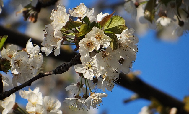 Free Cherry Blossom photo and picture
