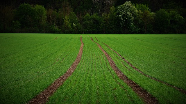 Free Field Meadow photo and picture