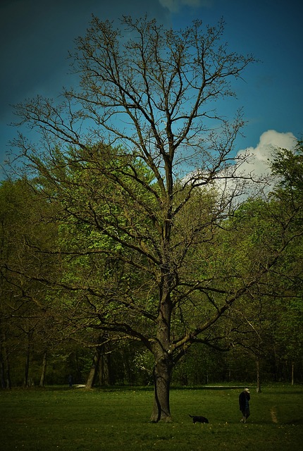 Free Three Park photo and picture