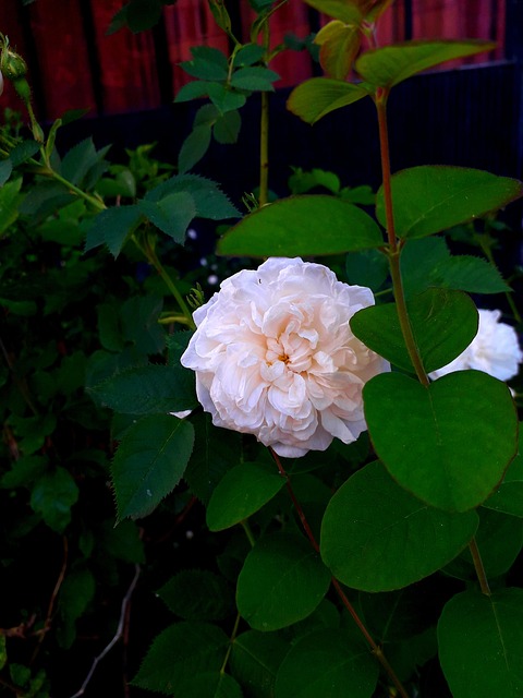 Free Rose Nature photo and picture