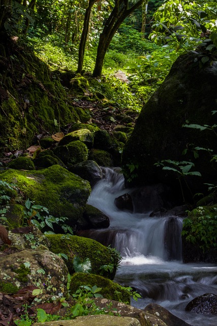 Natuurlijk, Water, Steen, Boom