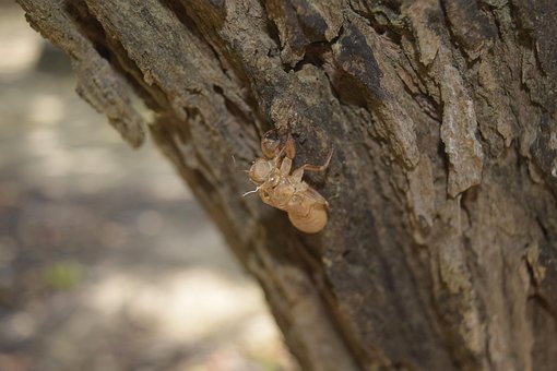 Free Cicada Slough photo and picture