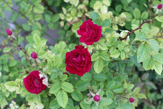 Rose, Teerose, Rot, Garten, Blume