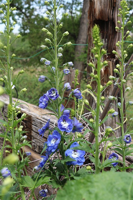 Rittersporn Blau Blume, Garten, Sommer