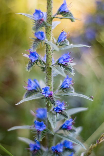 Free Żmijowiec Usual Beautiful Flowers photo and picture