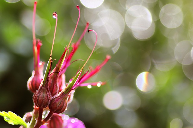 Bunga Mekar Embun Pagi Titik - Foto gratis di Pixabay - Pixabay