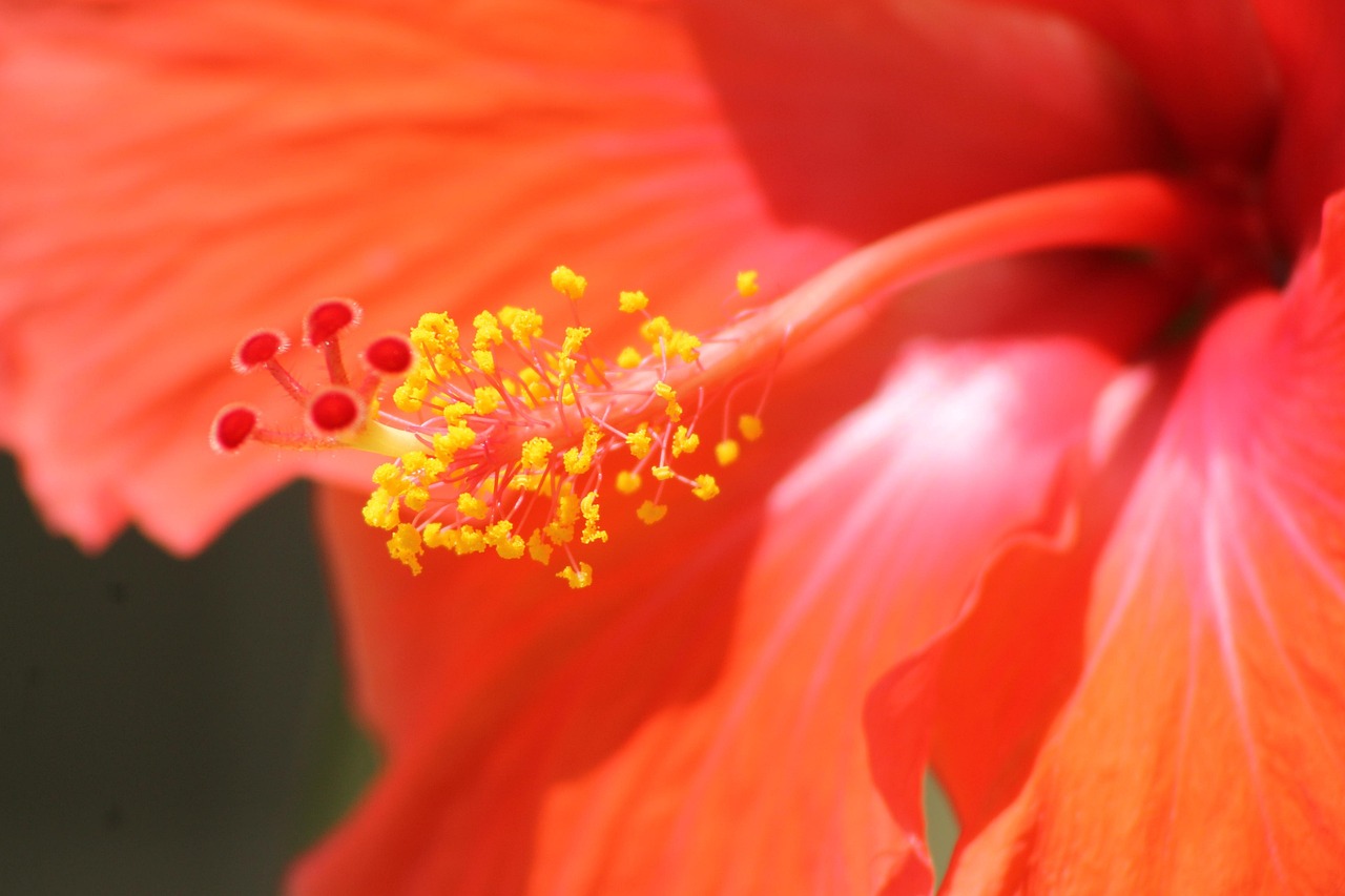 Flower - free online jigsaw puzzle photo